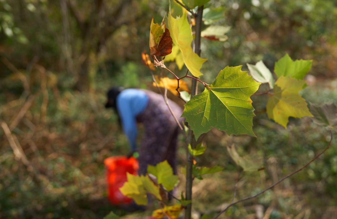 One Tree Planted_Bob Mahoney_Sustainability_News & Articles_featured image