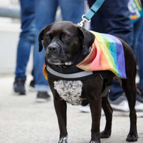 Dog wearing rainbow flag. 