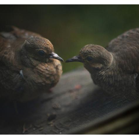 Baby Mourning Doves were learning to fly right outside my studio window and for two weeks I studied them - hours a day, just watching.