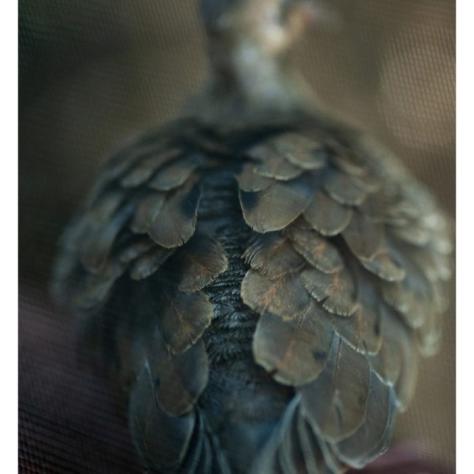 These images were made with my Nikon system through the window screen. It was such an intimate experience; the world outside was still so quiet.